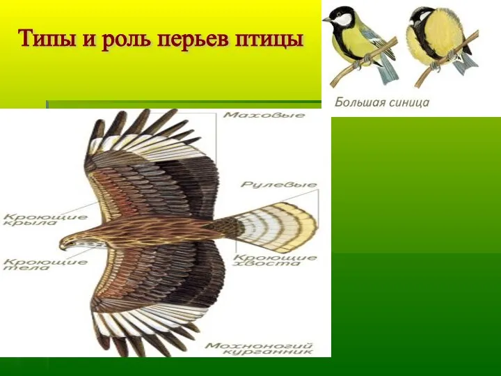 Типы и роль перьев птицы