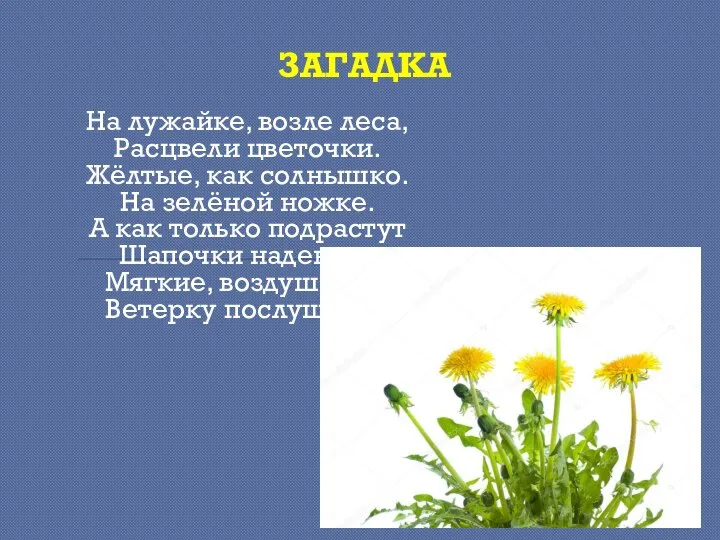 ЗАГАДКА На лужайке, возле леса, Расцвели цветочки. Жёлтые, как солнышко. На зелёной