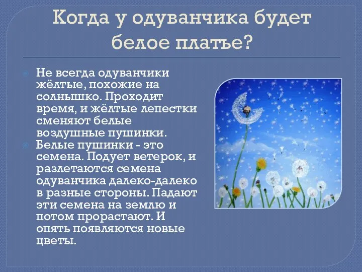 Когда у одуванчика будет белое платье? Не всегда одуванчики жёлтые, похожие на