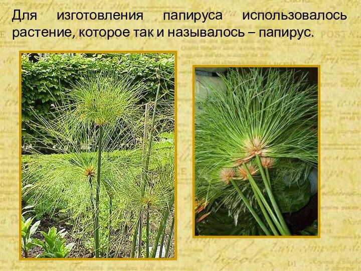 Для изготовления папируса использовалось растение, которое так и называлось – папирус.