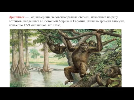 Дриопитек — Род вымерших человекообразных обезьян, известный по ряду останков, найденных в