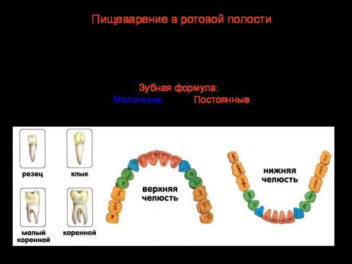 Прорезывание молочных зубов начинается на 6-7 месяце и заканчивается к 3 годам