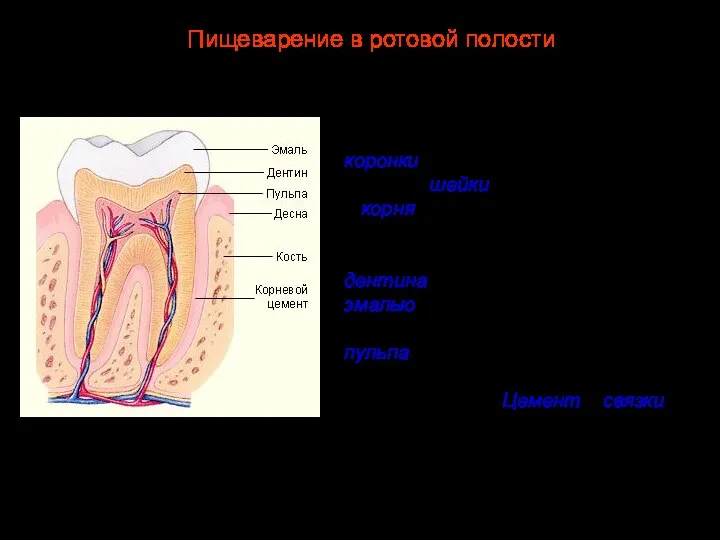 Каждый зуб состоит из трех частей: коронки, выступающей в ротовую полость, шейки,