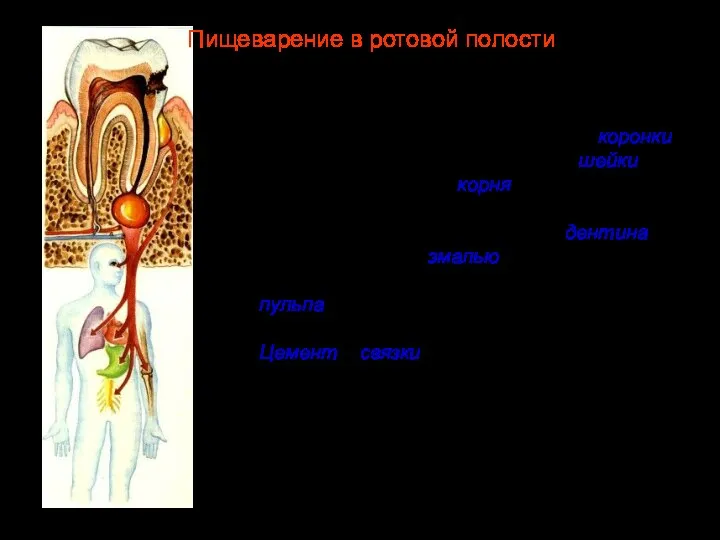 Каждый зуб состоит из трех частей: коронки, выступающей в ротовую полость, шейки,