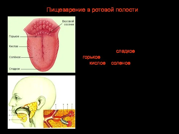 С помощью языка пища передвигается при пережевывании, на многочисленных сосочках расположены вкусовые