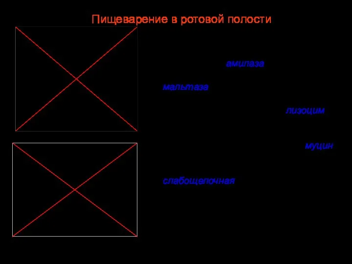 В слюне (2л/сутки) содержатся ферменты — амилаза, расщепляющая крахмал до мальтозы; мальтаза,