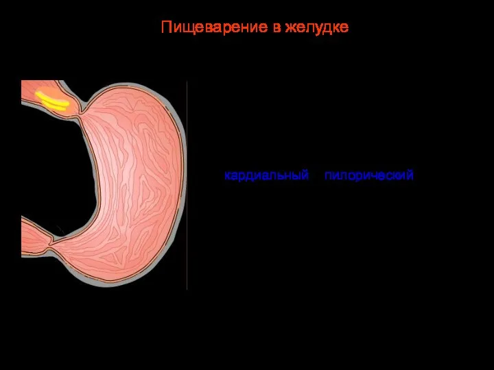 Пища проглатывается, попадает в глотку и затем в пищевод, длина которого около