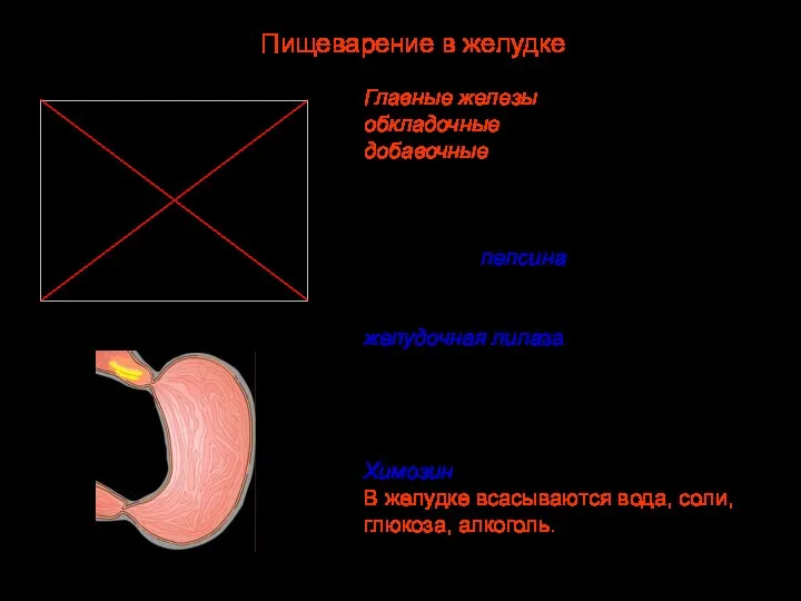 Главные железы образуют ферменты, обкладочные — соляную кислоту, добавочные — слизь. Кислая