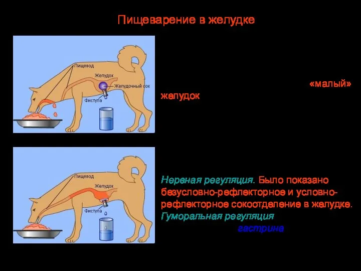 Для изучения сокоотделения при раздражении стенок желудка пищей, И.П.Павловым была разработана операция,