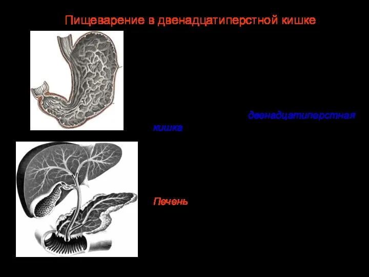 Из желудка пища небольшими порциями попадает в тонкий кишечник, длина которого 5