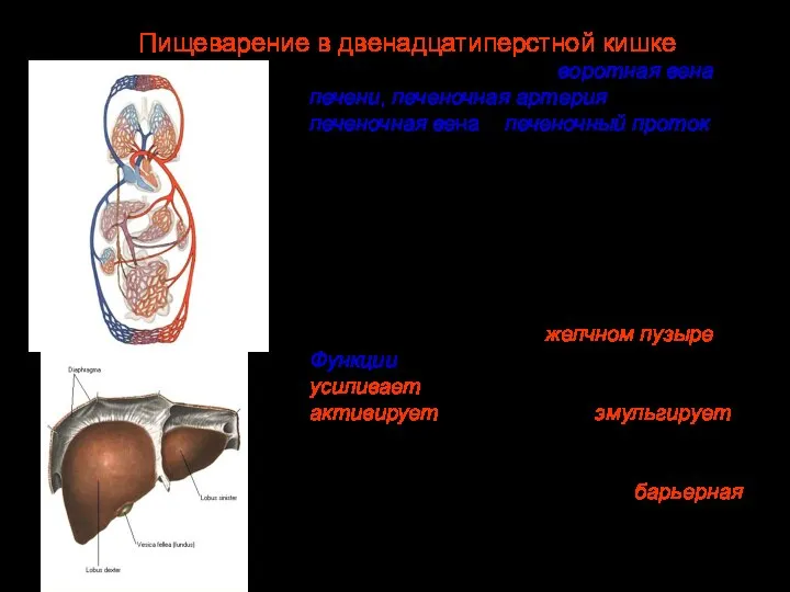 В ворота печени входят воротная вена печени, печеночная артерия, выходят печеночная вена