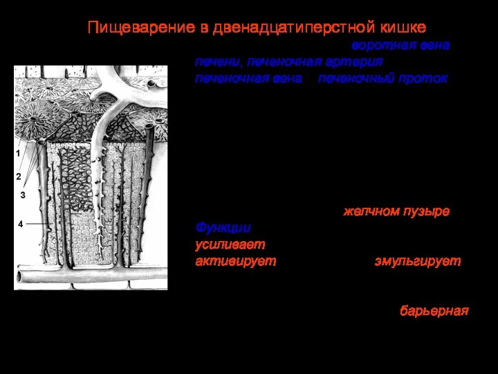 В ворота печени входят воротная вена печени, печеночная артерия, выходят печеночная вена