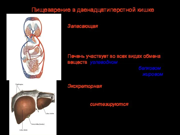 Запасающая функция печени. В печени запасаются избыток глюкозы в форме гликогена, витамины,