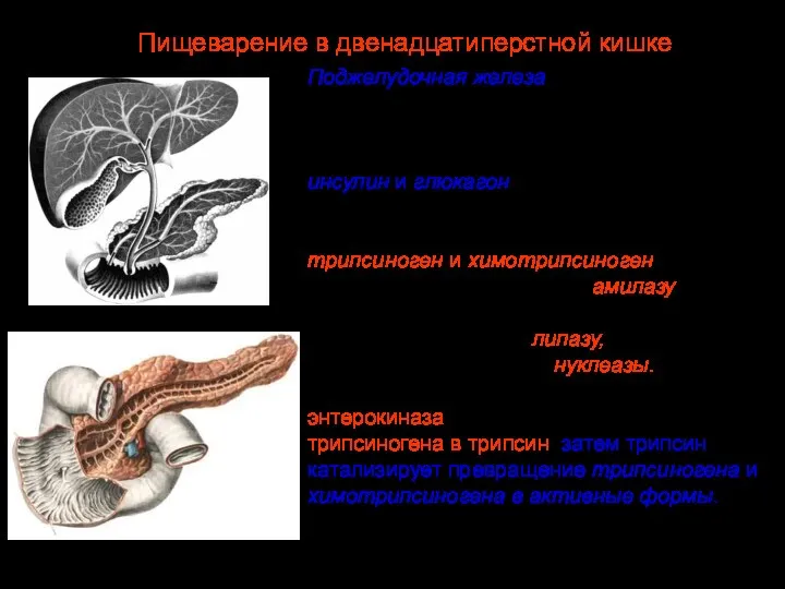 Поджелудочная железа. Различают головку, тело и хвост. Состоит из экзокринной и эндокринной