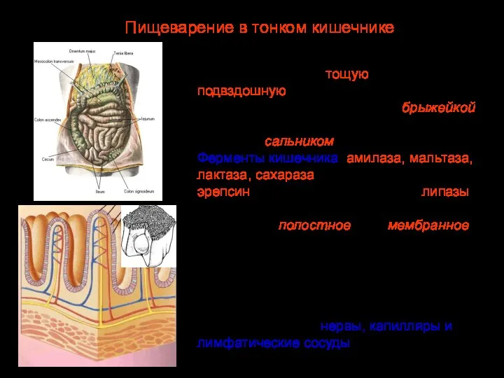 Из двенадцатиперстной кишки пищевая кашица попадает в тощую, а затем подвздошную кишку.