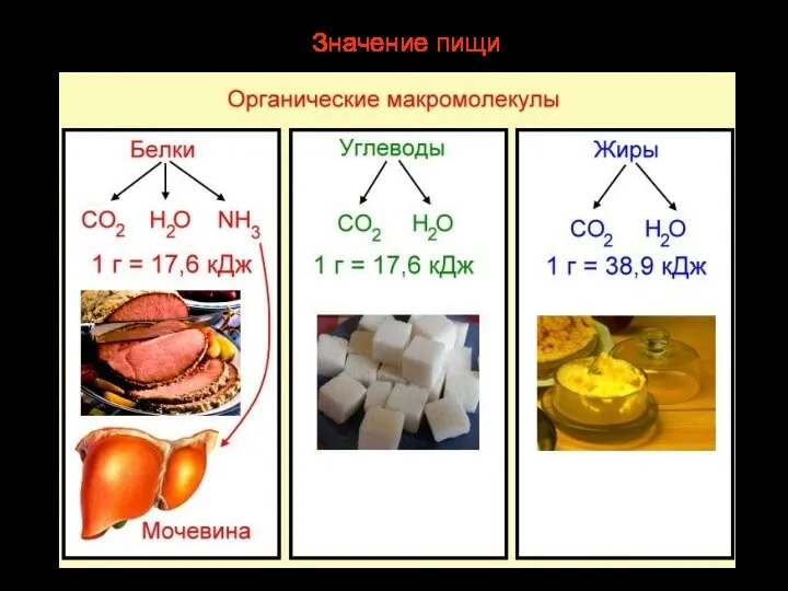 Значение пищи