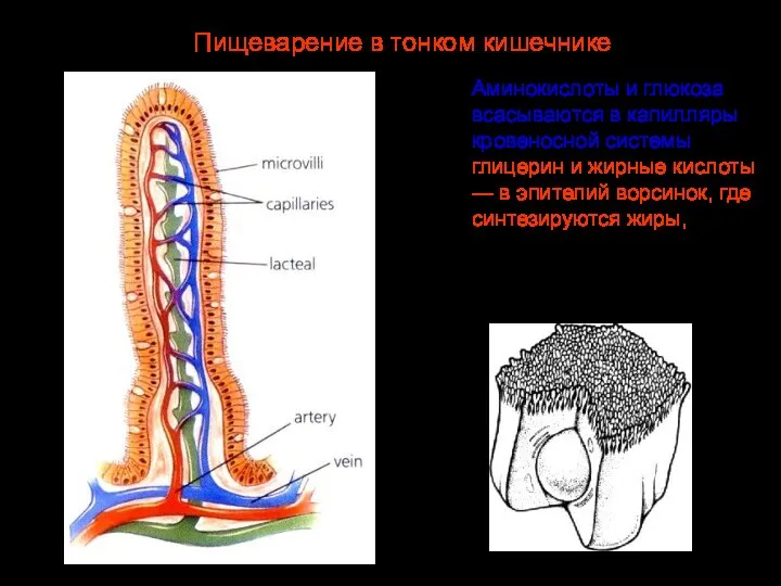 Аминокислоты и глюкоза всасываются в капилляры кровеносной системы, глицерин и жирные кислоты