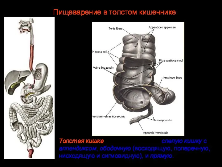 Толстая кишка подразделяется на слепую кишку с аппендиксом, ободочную (восходящую, поперечную, нисходящую