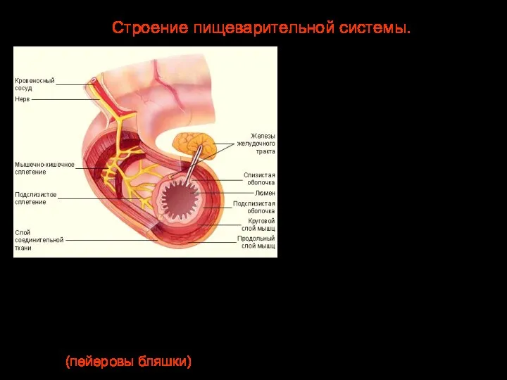 Длина пищеварительного тракта 8-10 м. Стенка состоит из 3 слоев: наружного соединительно-тканного