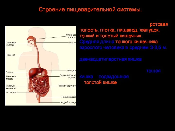 Строение пищеварительной системы. В пищеварительной системе различают несколько отделов: ротовая полость, глотка,