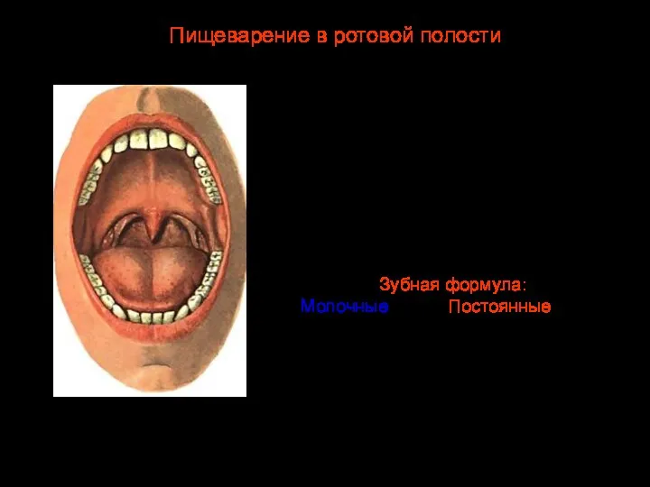 Ротовая полость отграничена сверху твердым и мягким небом, сбоку — мышцами щек,