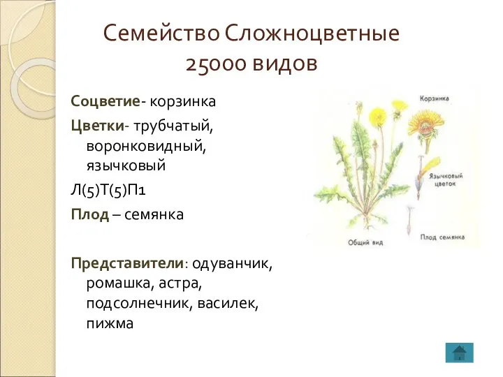 Семейство Сложноцветные 25000 видов Соцветие- корзинка Цветки- трубчатый, воронковидный, язычковый Л(5)Т(5)П1 Плод