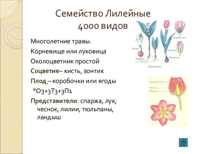 Семейство Лилейные 4000 видов Многолетние травы. Корневище или луковица Околоцветник простой Соцветие–