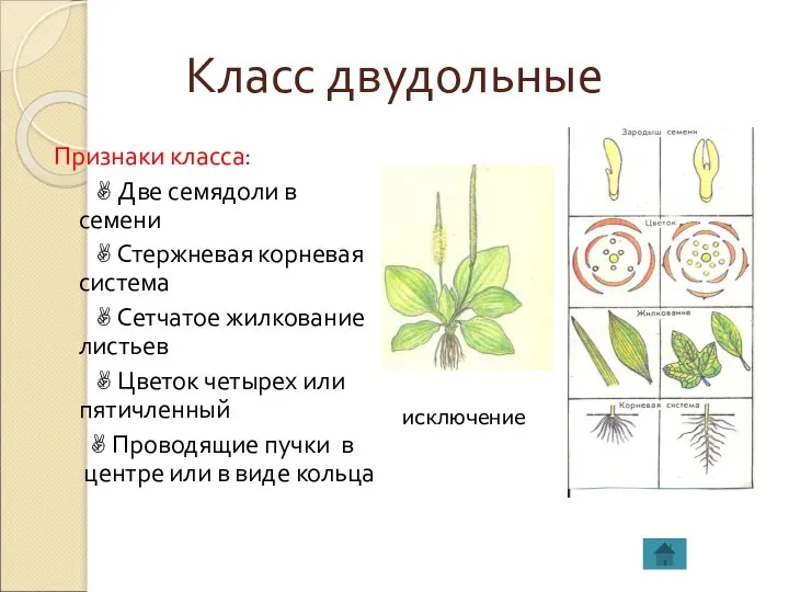 Класс двудольные Признаки класса: ✌Две семядоли в семени ✌Стержневая корневая система ✌Сетчатое