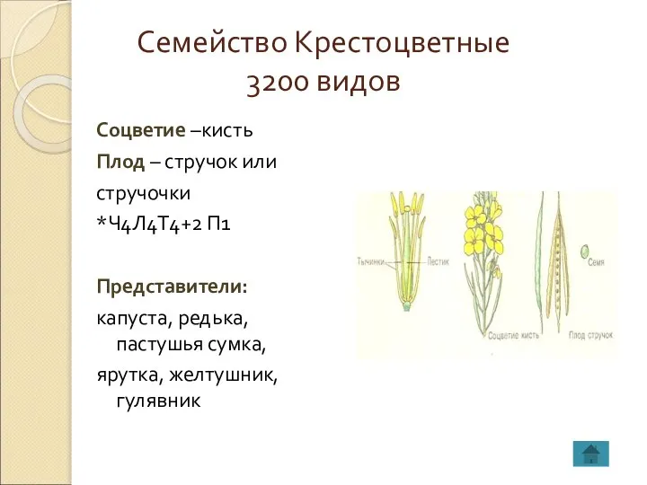 Семейство Крестоцветные 3200 видов Соцветие –кисть Плод – стручок или стручочки *Ч4Л4Т4+2