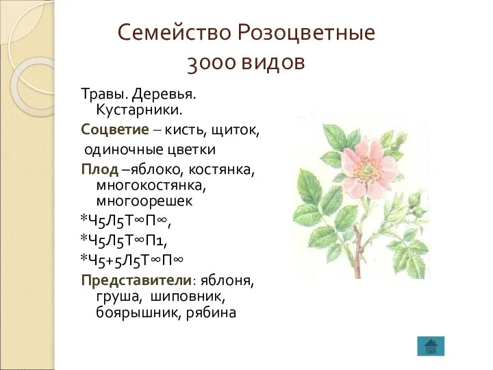 Семейство Розоцветные 3000 видов Травы. Деревья. Кустарники. Соцветие – кисть, щиток, одиночные