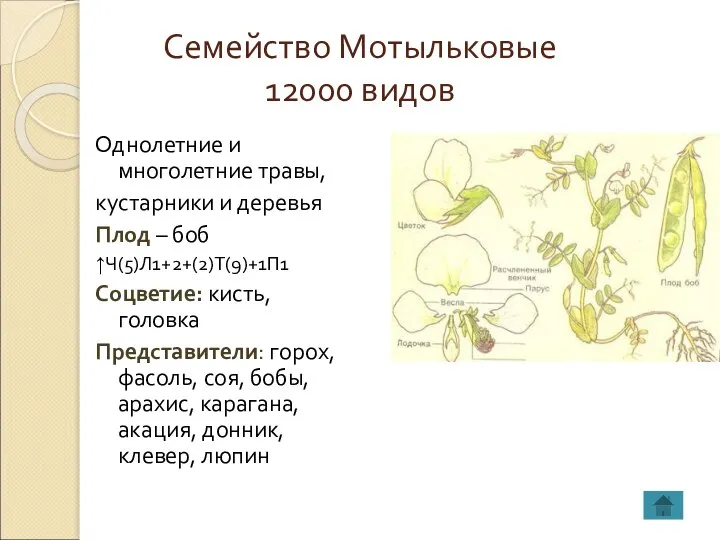 Семейство Мотыльковые 12000 видов Однолетние и многолетние травы, кустарники и деревья Плод
