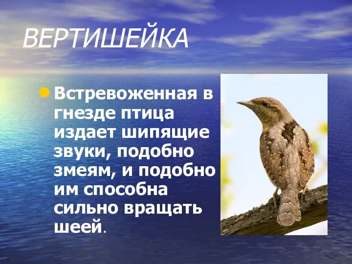 ВЕРТИШЕЙКА Встревоженная в гнезде птица издает шипящие звуки, подобно змеям, и подобно