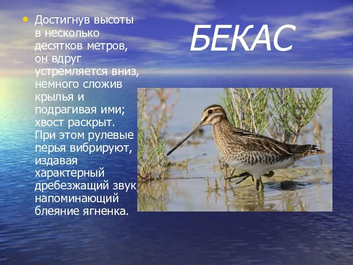 БЕКАС Достигнув высоты в несколько десятков метров, он вдруг устремляется вниз, немного