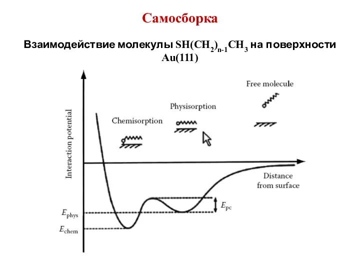 Самосборка Взаимодействие молекулы SH(CH2)n-1CH3 на поверхности Au(111)