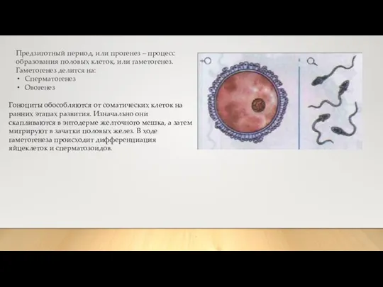 Предзиготный период, или прогенез – процесс образования половых клеток, или гаметогенез. Гаметогенез