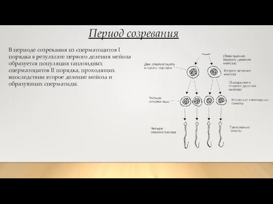 Период созревания В периоде созревания из сперматоцитов I порядка в результате первого