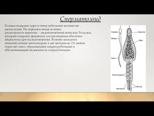 Сперматозоид Головка содержит ядро и очень небольшое количество цитоплазмы. На переднем конце