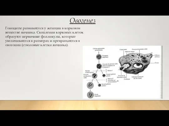 Овогенез Гоноциты развиваются у женщин в корковом веществе яичника. Скопления корковых клеток