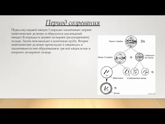 Период созревания Перед овуляцией овоцит I порядка заканчивает первое мейотическое деление и