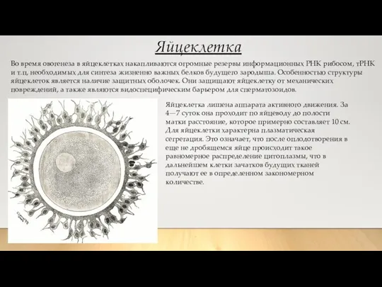 Яйцеклетка Во время овогенеза в яйцеклетках накапливаются огромные резервы информационных РНК рибосом,