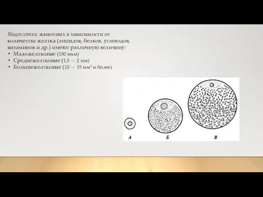 Яйцеклетки животных в зависимости от количества желтка (липидов, белков, углеводов, витаминов и