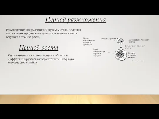 Период размножения Размножение сперматогоний путем митоза, большая часть клеток продолжает делится, а