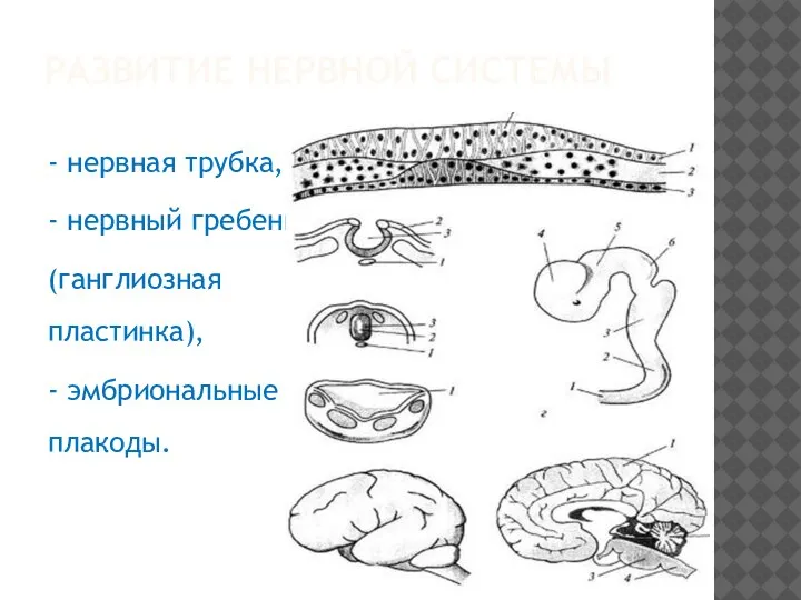 РАЗВИТИЕ НЕРВНОЙ СИСТЕМЫ - нервная трубка, - нервный гребень (ганглиозная пластинка), - эмбриональные плакоды.