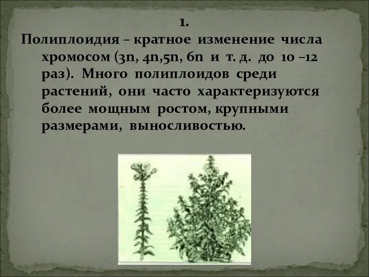 1. Полиплоидия – кратное изменение числа хромосом (3n, 4n,5n, 6n и т.