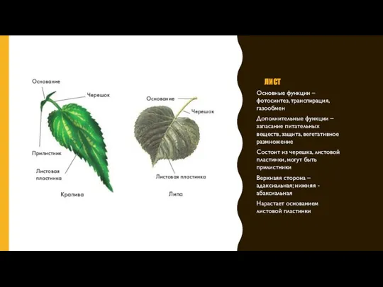 ЛИСТ Основные функции – фотосинтез, транспирация, газообмен Дополнительные функции – запасание питательных