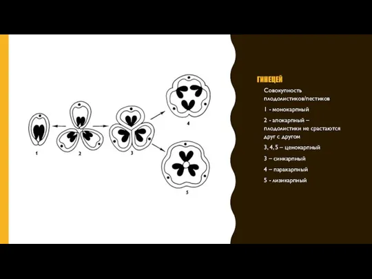 ГИНЕЦЕЙ Совокупность плодолистиков/пестиков 1 - монокарпный 2 - апокарпный – плодолистики не