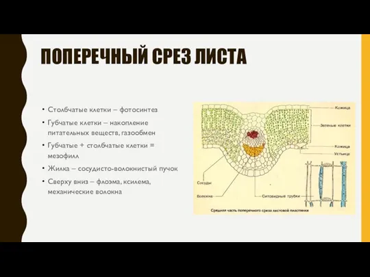 ПОПЕРЕЧНЫЙ СРЕЗ ЛИСТА Столбчатые клетки – фотосинтез Губчатые клетки – накопление питательных