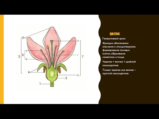 ЦВЕТОК Генеративный орган Функции: обеспечение опыления и оплодотворения, формирование половых клеток, образование
