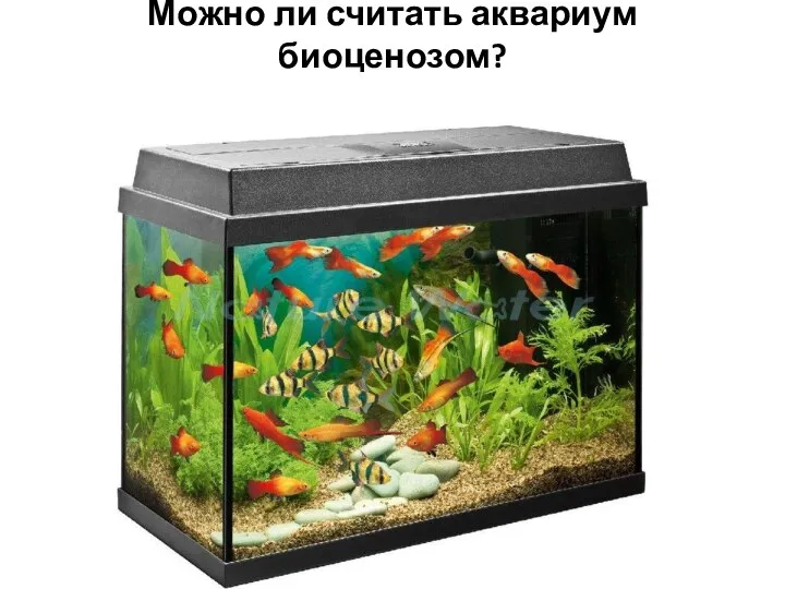 Можно ли считать аквариум биоценозом?