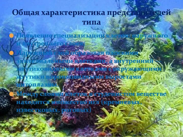 Появление специализации клеток: наружного и внутреннего слоев; Наружный слой образован плоскими эпителиальными